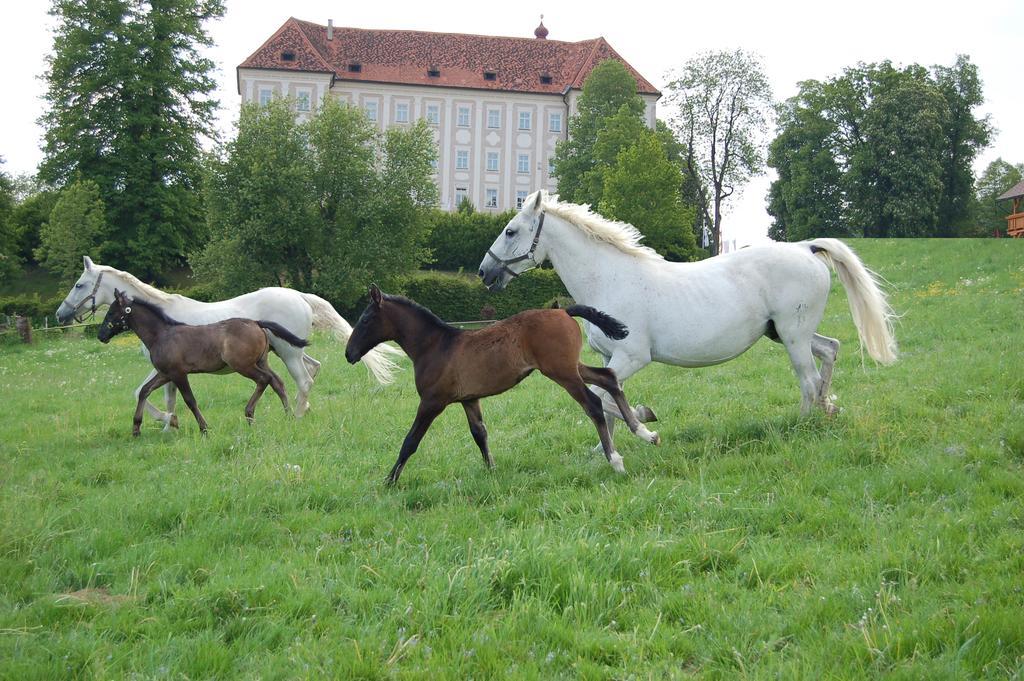 Ferienwohnungen Perhofer Birkfeld Esterno foto